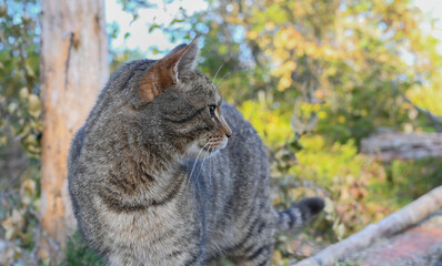 Cat in the countryside 