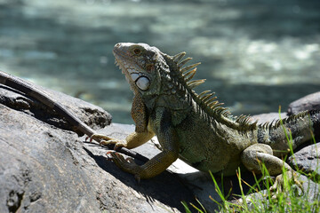 Fantastic Close Up Look at an Iguana
