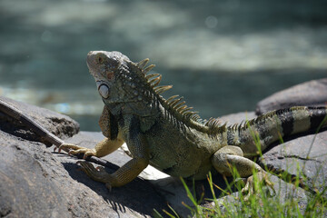 Iguana with Long Toes and Nails on a Rock