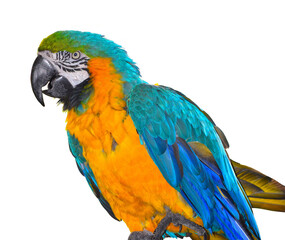 Blue and yellow macaw