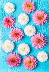 Beautiful fresh flowers on the water, ripples on the water and pink and white dahlias on the surface, cosmetic presentation, spa background, splash of water, summer floral composition © pundapanda