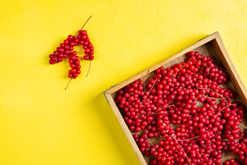 Schisandra chinensis or five-flavor berry. Fresh red ripe berries on wooden tray on yellow...