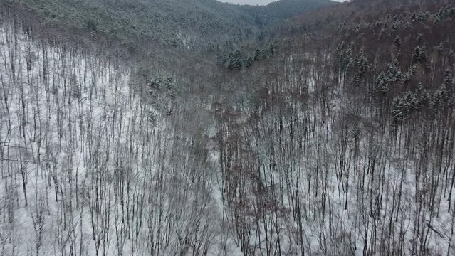 Aerial view of a forest near Sopron, Hungary, on a snowy winter