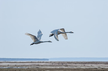 Bewick's Swans (Cygnus bewickii) in Barents Sea coastal area