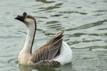 Closeup of an African goose, a breed of domestic goose derived from the wild swan goose.