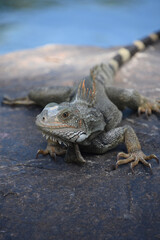 Terrific Capture of an Iguana on a Rock