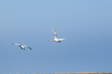 Bewick's Swans (Cygnus bewickii) in Barents Sea coastal area