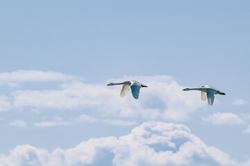 Bewick's Swans (Cygnus bewickii) in Barents Sea coastal area