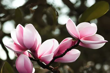 Zelfklevend Fotobehang Closeup of vibrant pink magnolia flowers © Omer Mendes/Wirestock Creators