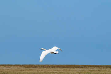 Fototapeta na wymiar Bewick's Swan (Cygnus bewickii) in Barents Sea coastal area