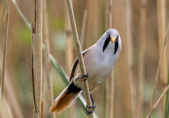 Bearded reedling perched on a reed branch
