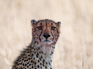 Cheetah
