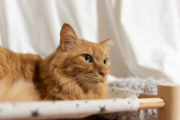 見つめる猫　茶トラ猫