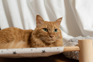 見つめる猫　茶トラ猫