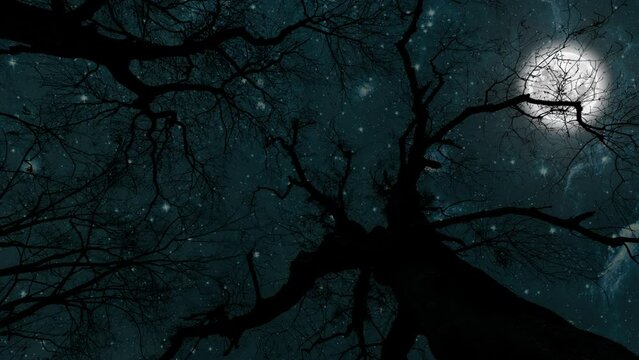 night sky in the forest with stars in heaven on Christmas