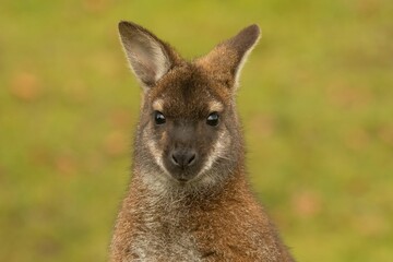 Closeup shot of an adorable Parma Wallaby portrait against blurred green grass background