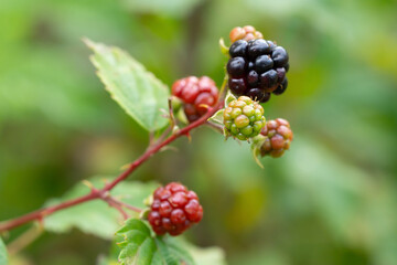 Delicious blackberries on a green branch in the forrest. High quality photo. Selective focus.