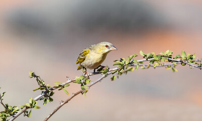Southern Masked Weaver
