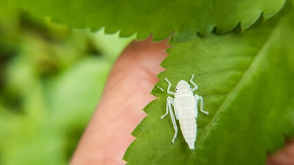 Closeup shot of a leafhopper nymph on the green leaf