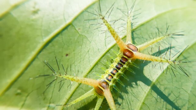 Closeup shot of a Limacodidae moth on the green leaf