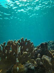 Vertical shot of a coral reef underwater