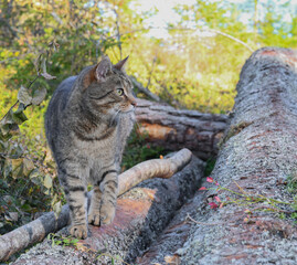 Cat in the countryside 