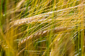 Grains on the field, redy for harvest, golden wheat in the sun. Fields full of cereals. Golden Ripe grain, Yellow, golden background. Landscape of fields full of grains