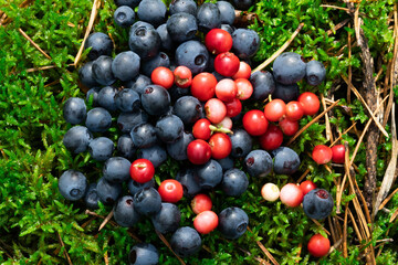 Wild berries on a green vegetative background in wood.