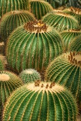 Vertical shot of golden barrel cactuses