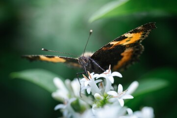 Closeup shot of the Red admiral butterfly wings open on a flower with blurred background