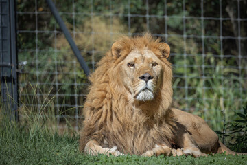 lion allongé sur l'herbe dans un parc animalier