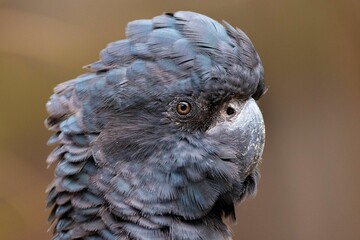 Beautiful shot of a head of a cockatoo