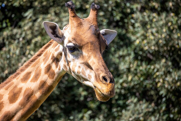 portrait d'une girafe devant en gros plan