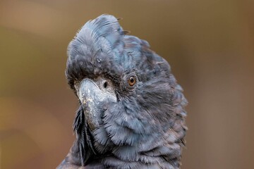 Beautiful shot of a head of a cockatoo