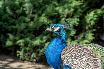 Feral Common Peacock (Pavo cristatus) in Los Angeles County arboretum, Los Angeles, California, USA