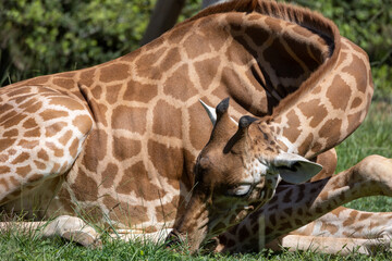girafe assise dans l'herbe en gros plan