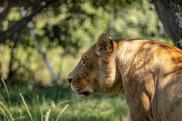 lionne allongé sur l'herbe dans un parc animalier
