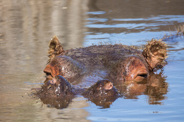 portrait d'un hippopotame dans l'eau en gros plan