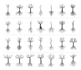 silhouettes of trees with roots