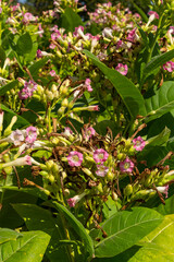Obraz na płótnie Canvas Flowering tobacco plants on tobacco farm. Tobacco flowers, close up