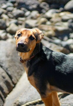 Closeup shot of a huntaway dog standing outdoor in bright sunlight with blur background