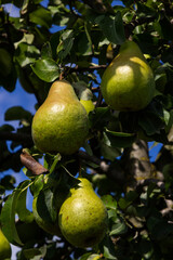 Pear tree. Pear green garden with fruit. Natural environment, outdoors
