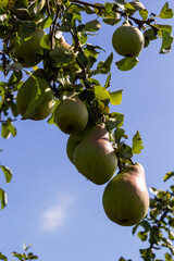 A bunch of pears in the tree. Benefits of pears. Blue sky Background.