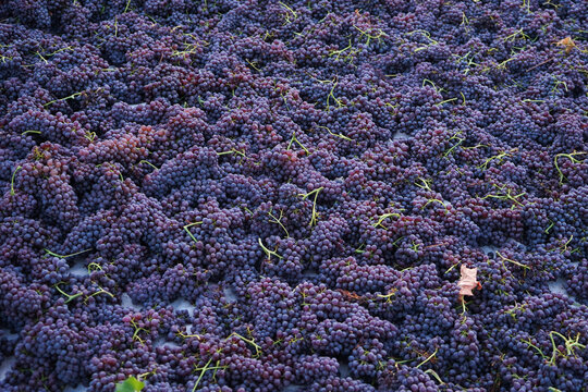  Freshly harvested grapes spread in the threshing floors. sultana grapes , famous Corinthian raisin. Process of drying in the sun. 