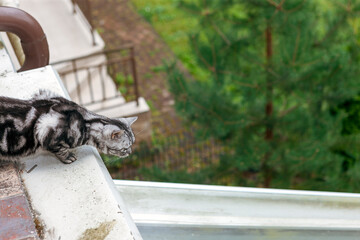 cat on a balcony