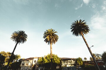 Low-angle shot of palm trees with a clear skyscape in the background © Kevin Eilenberg/Wirestock Creators