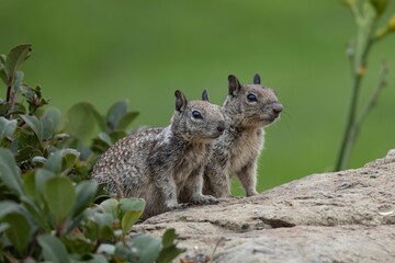 Closeup of two cute Ground Squirrels standing on a rock - Powered by Adobe