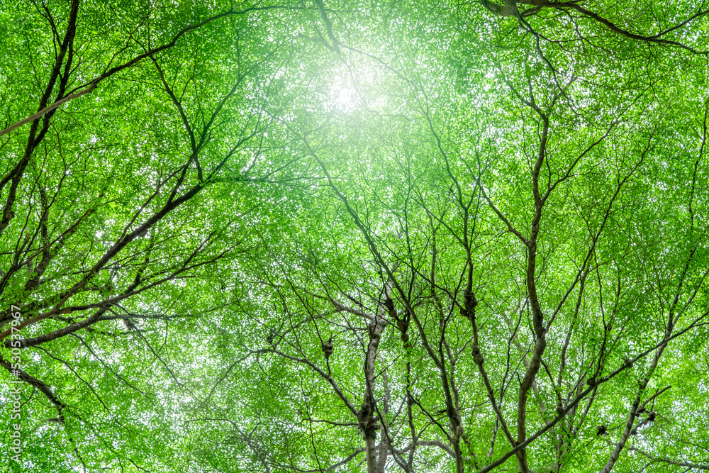 Poster bottom view of tree with green leaves and branches in tropical forest. fresh environment in park. gr