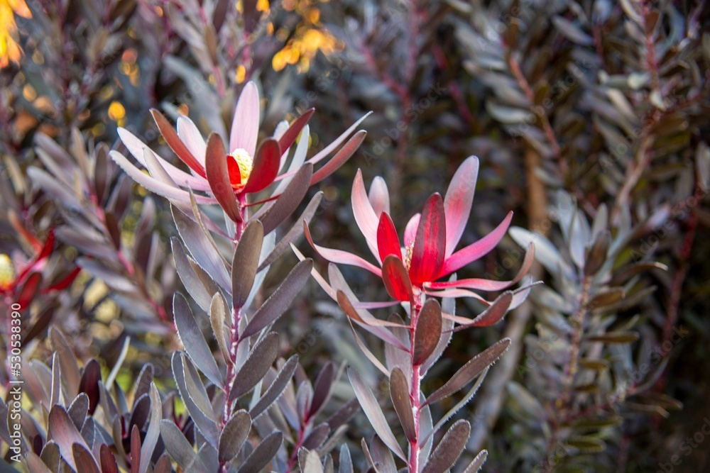 Wall mural Closeup of Leucadendron salignum plant growing in a garden