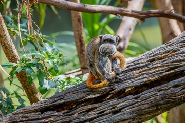 Emperor tamarin (Saguinus imperator) on a tree